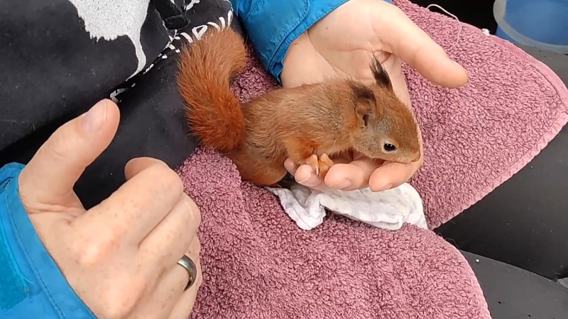 Educa Memory-Spiel "Finde Die Paare" Mit Eichhörnchen Lolo, 16 Teile, Für Kinder Ab 2 Jahren